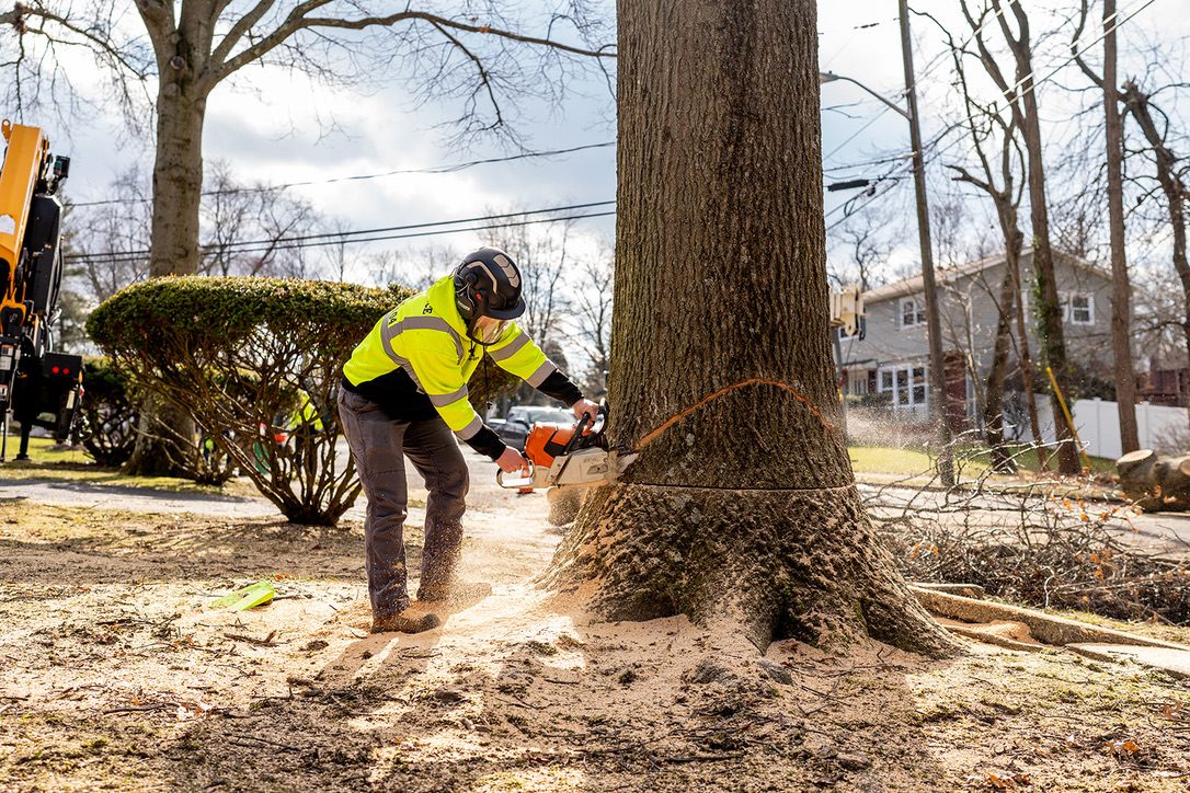 Precision chainsaw felling large trunk by Pro-Stump Tree Service