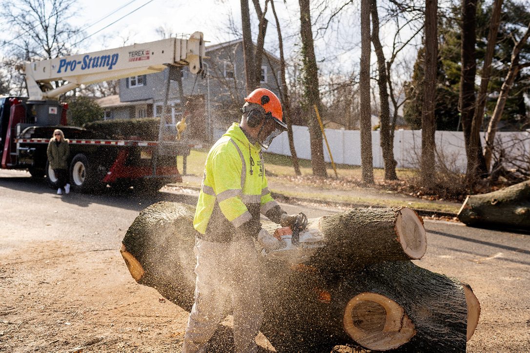 Precision chainsaw felling large trunk by Pro-Stump Tree Service
