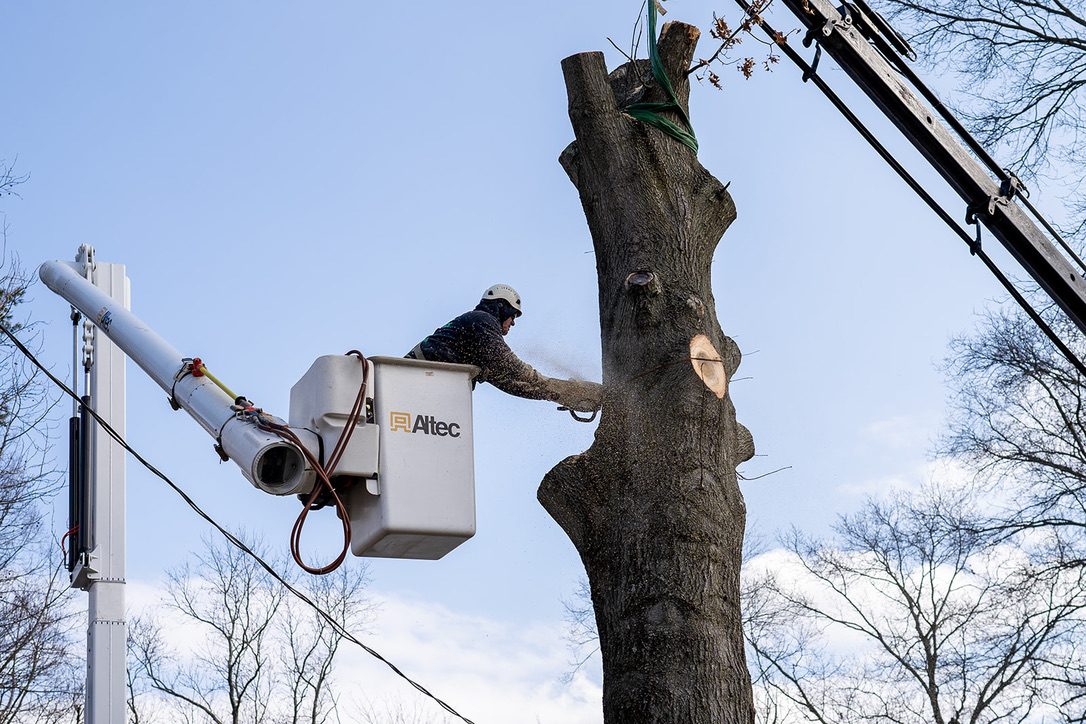Residential tree removal by Pro-Stump Tree Service, Central NJ
