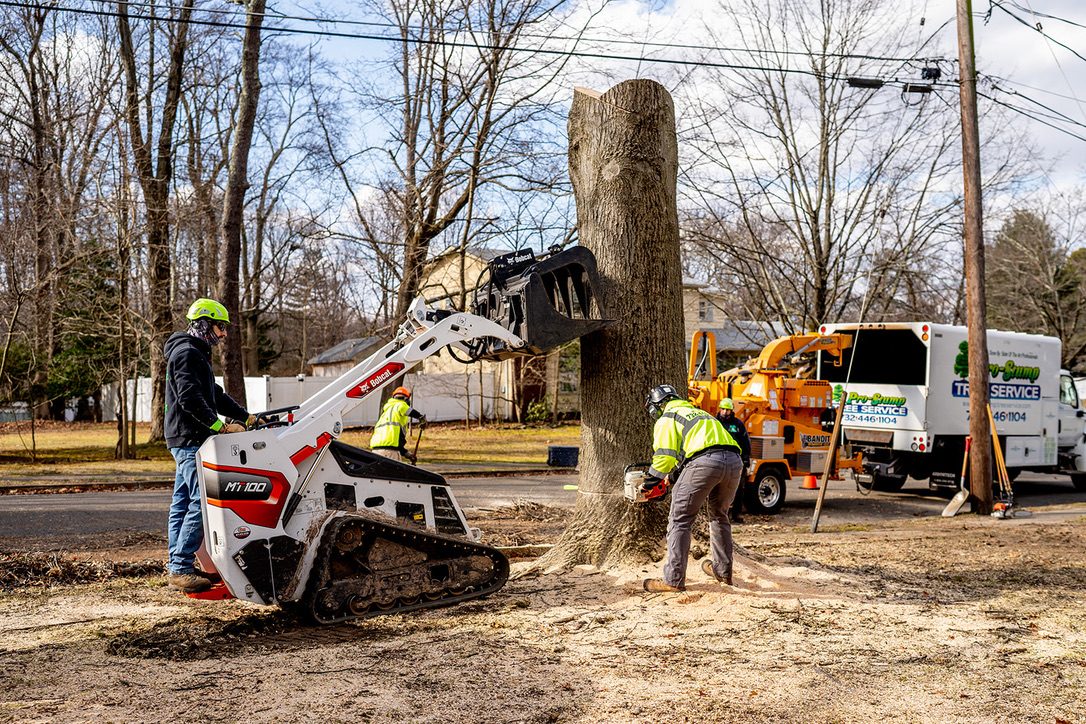 Residential tree removal by Pro-Stump Tree Service, Central NJ