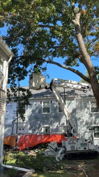 ISA-standard tree trimming by Pro-Stump Tree Service