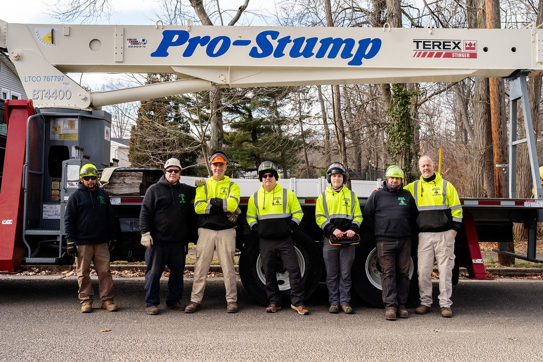 ISA-standard tree trimming by Pro-Stump Tree Service