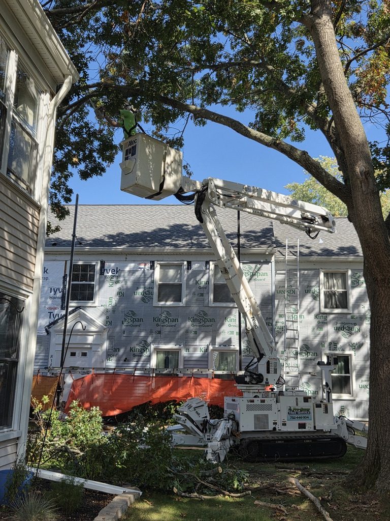 ISA-standard tree trimming by Pro-Stump Tree Service