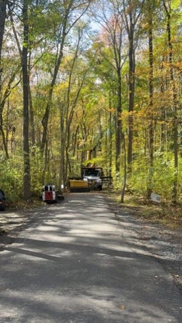 ISA-standard tree trimming by Pro-Stump Tree Service