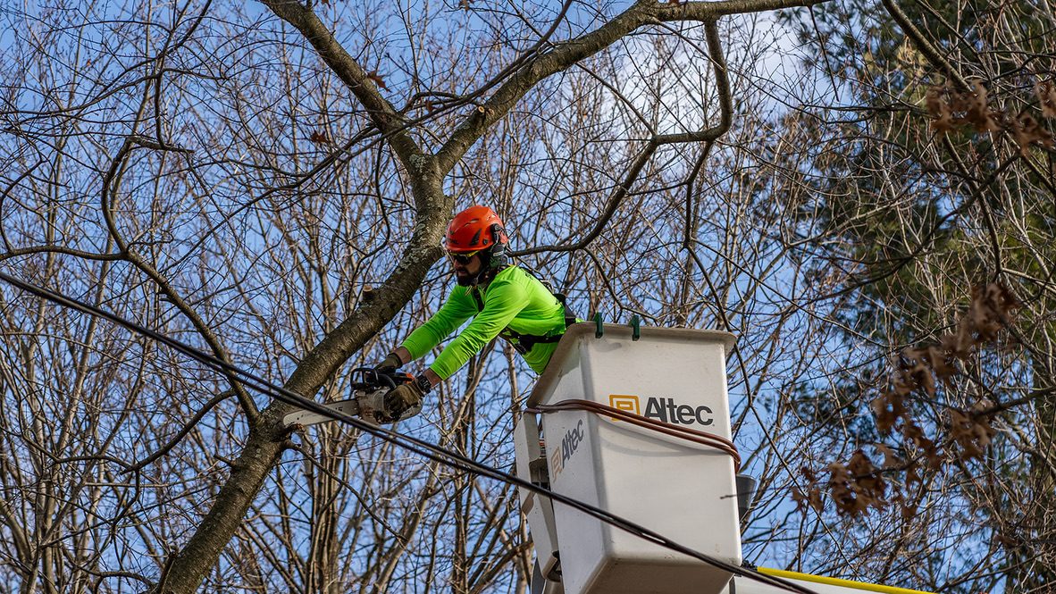ISA-standard tree trimming by Pro-Stump Tree Service