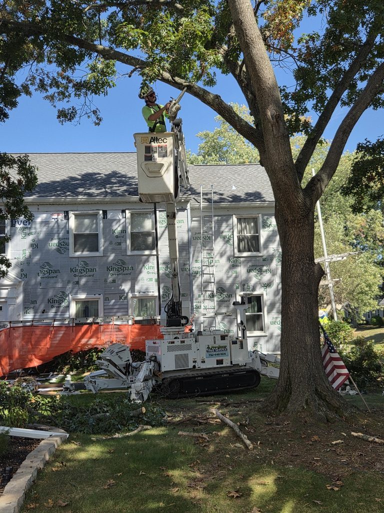 ISA-standard tree trimming by Pro-Stump Tree Service