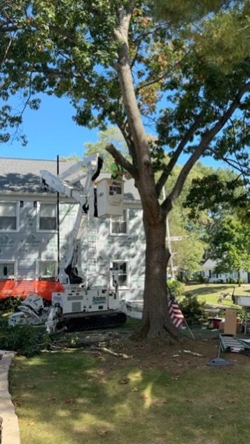 ISA-standard tree trimming by Pro-Stump Tree Service