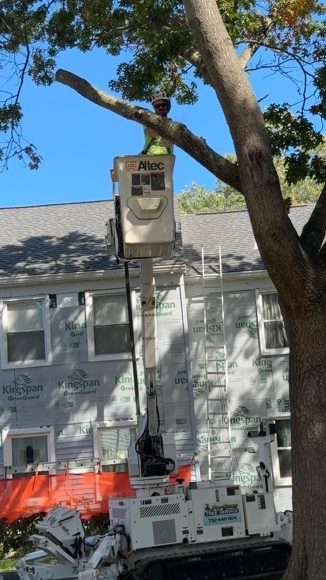 ISA-standard tree trimming by Pro-Stump Tree Service