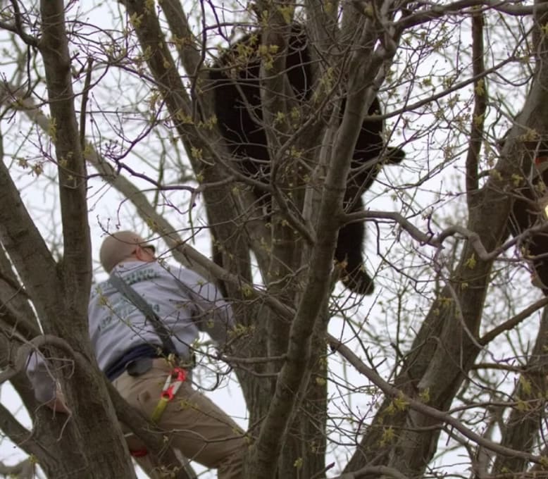 Animal Tree Rescue by Pro-Stump Tree Service in Central New Jersey