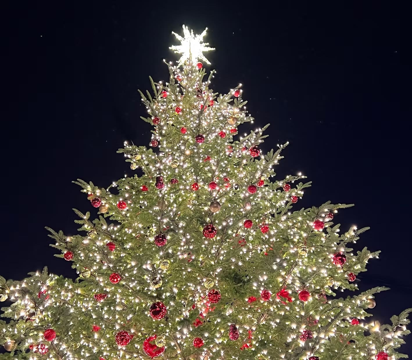 Christmas Tree Light Installation by Pro-Stump Tree Service in Central New Jersey