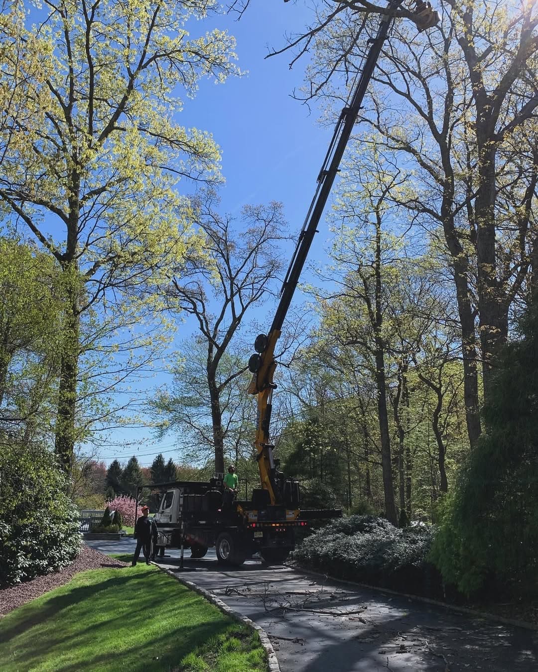 Commercial Tree Service by Pro-Stump Tree Service in Central New Jersey