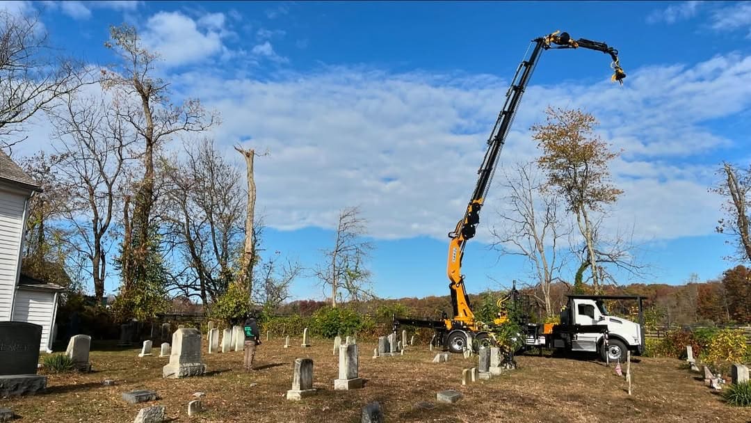 Crane Tree Removal by Pro-Stump Tree Service in Central NJ