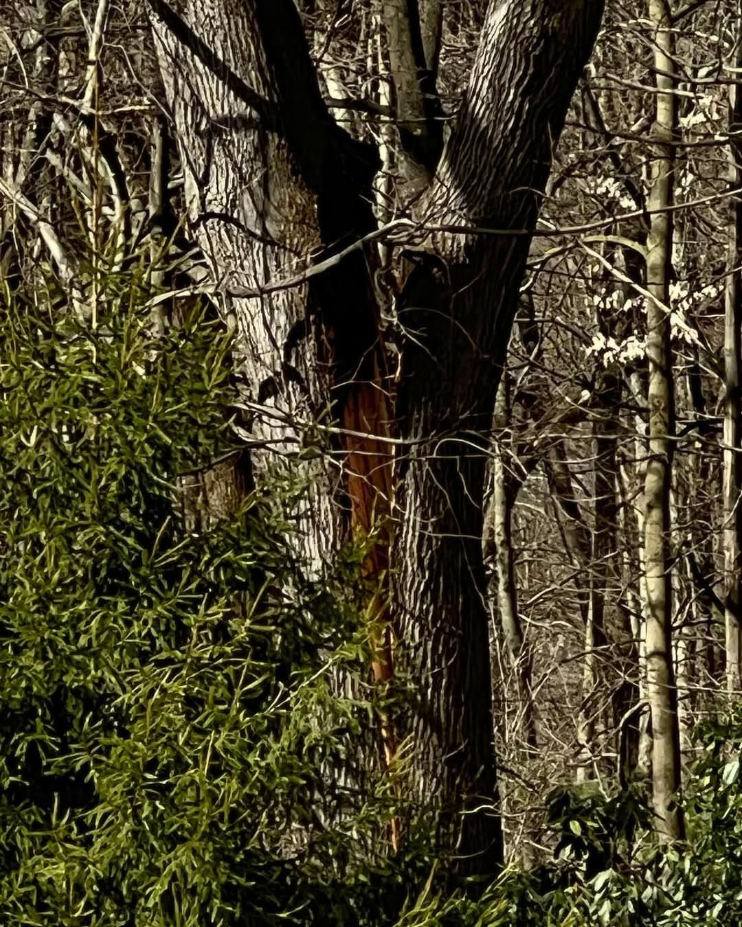 Emergency Tree Service by Pro-Stump Tree Service in Central NJ