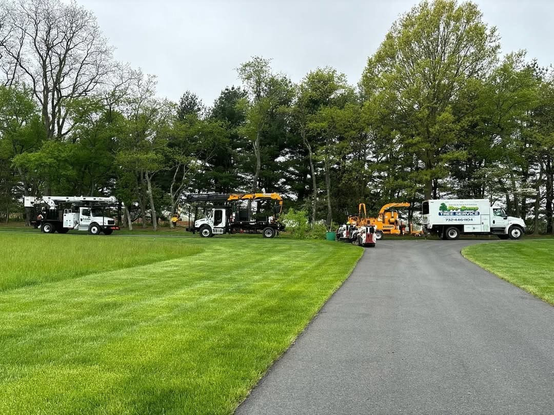 Land Clearing by Pro-Stump Tree Service in Central NJ