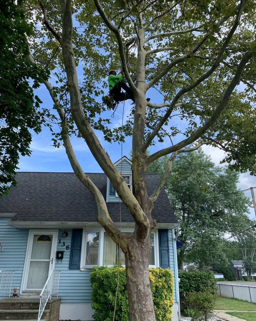 Residential Tree Service by Pro-Stump Tree Service in Central New Jersey