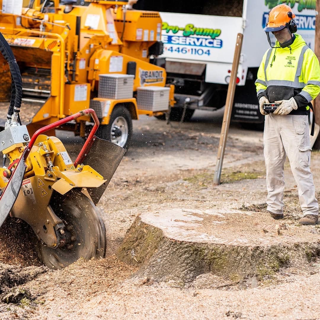 Stump grinding process in progress