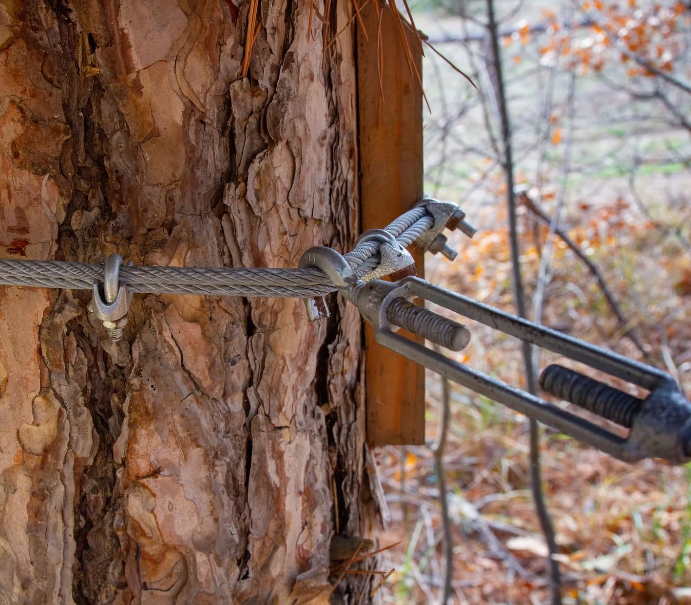 Tree Cabling by Pro-Stump Tree Service in Central New Jersey