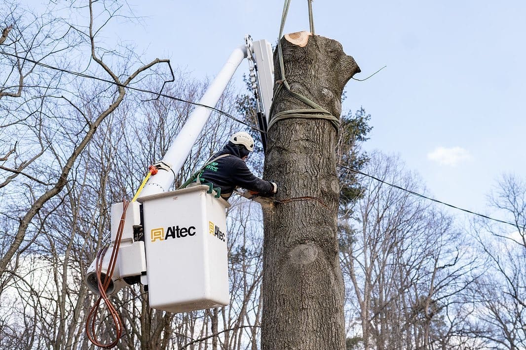 Tree cutting and limb removal by Pro-Stump Tree Service