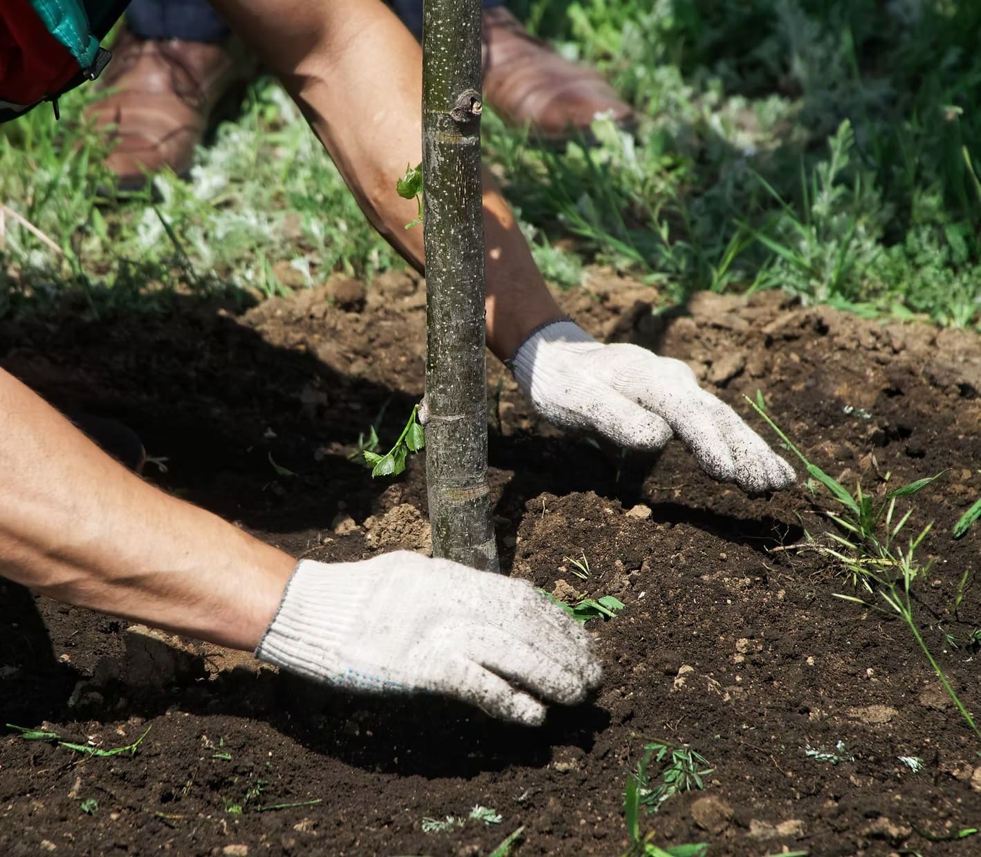 Tree Planting & Root Feeding by Pro-Stump Tree Service