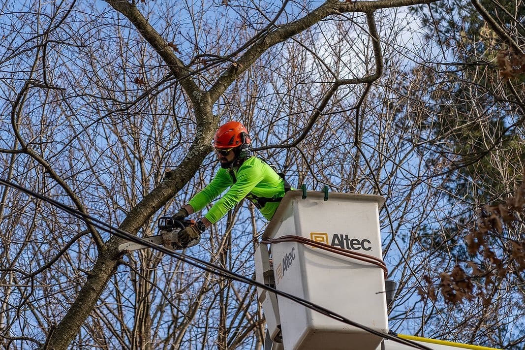 Tree Trimming & Pruning technique by Pro-Stump Tree Service in Central NJ