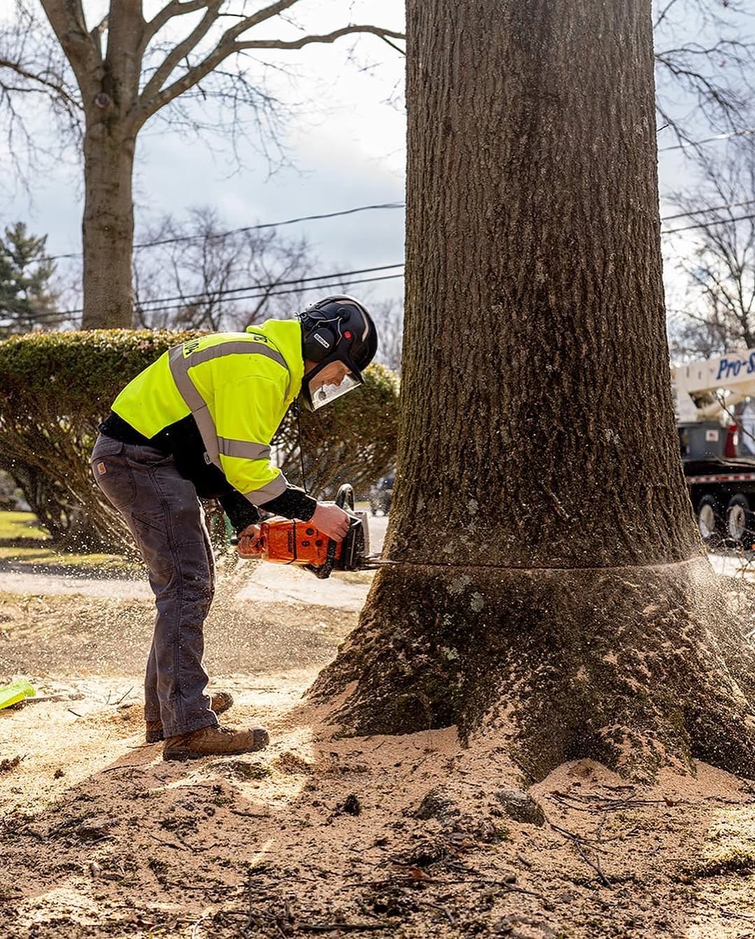 Tree Removal by Pro-Stump Tree Service in Central NJ