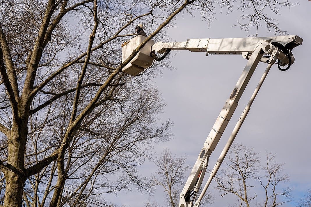 Tree Trimming & Pruning by Pro-Stump Tree Service in Central NJ